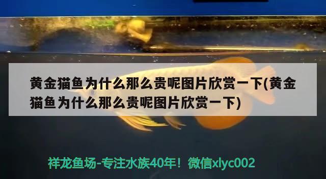 黃金貓魚為什么那么貴呢圖片欣賞一下(黃金貓魚為什么那么貴呢圖片欣賞一下)