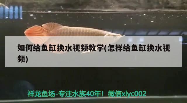 如何給魚缸換水視頻教學(怎樣給魚缸換水視頻)