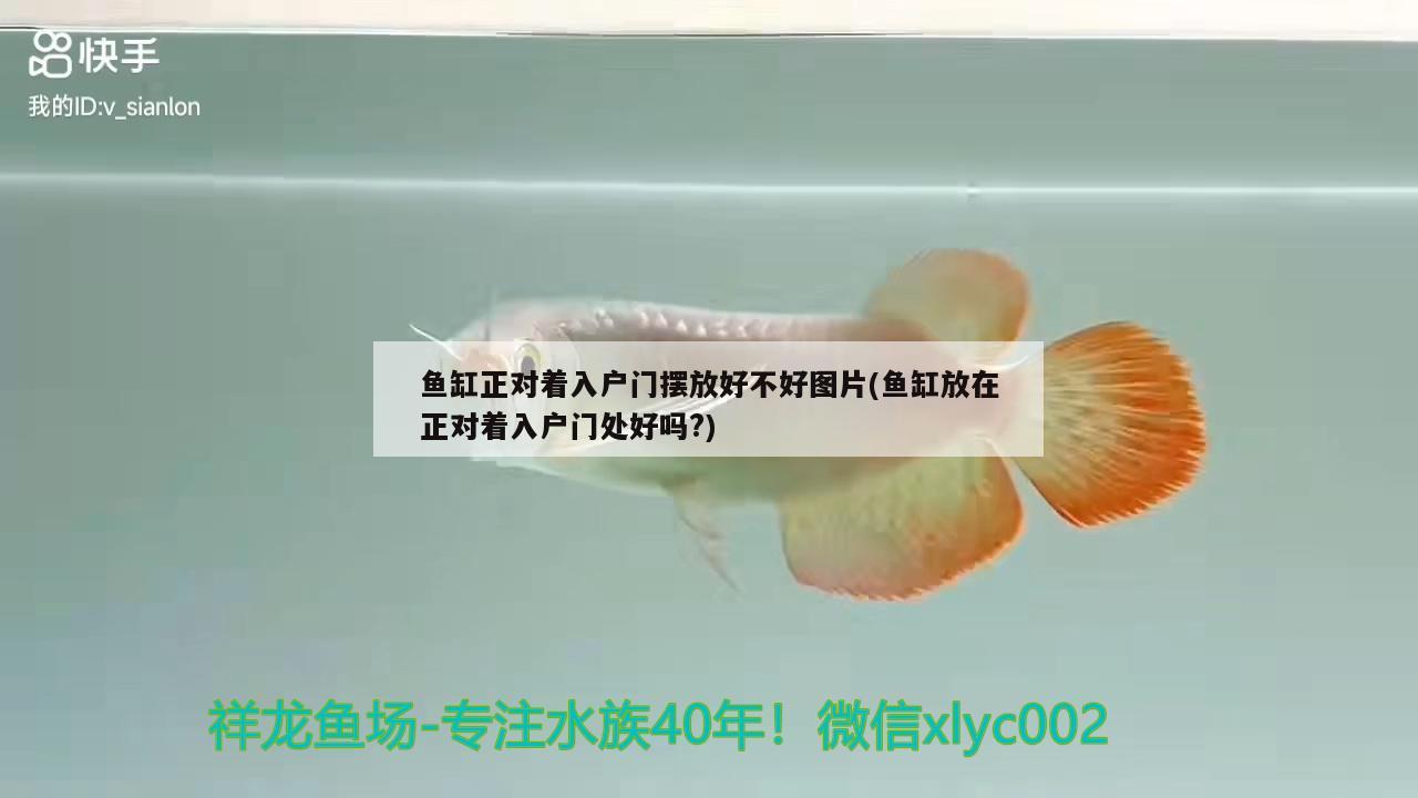 魚(yú)缸正對(duì)著入戶(hù)門(mén)擺放好不好圖片(魚(yú)缸放在正對(duì)著入戶(hù)門(mén)處好嗎?) 鐵甲武士