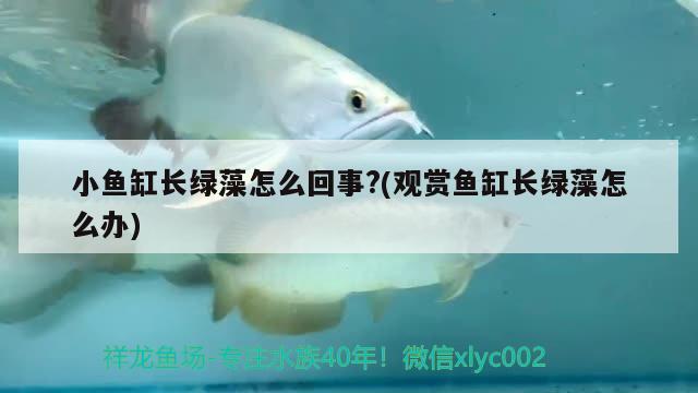 小魚(yú)缸長(zhǎng)綠藻怎么回事?(觀賞魚(yú)缸長(zhǎng)綠藻怎么辦) 溫控設(shè)備