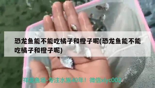 恐龍魚能不能吃橘子和橙子呢(恐龍魚能不能吃橘子和橙子呢)