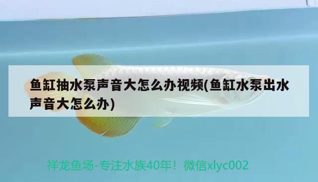 淮安水族批發(fā)市場在哪里啊最近地址 淮安水族館門票多少錢