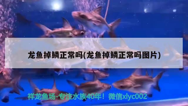 龍魚掉鱗正常嗎(龍魚掉鱗正常嗎圖片)