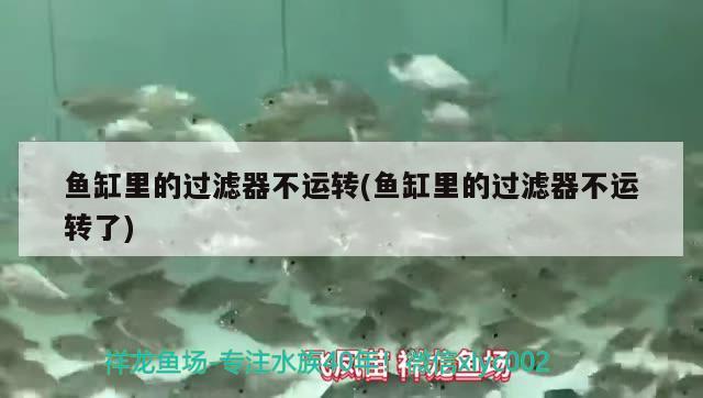 陽西金龍魚金廚官網(wǎng)（陽西縣金龍魚）