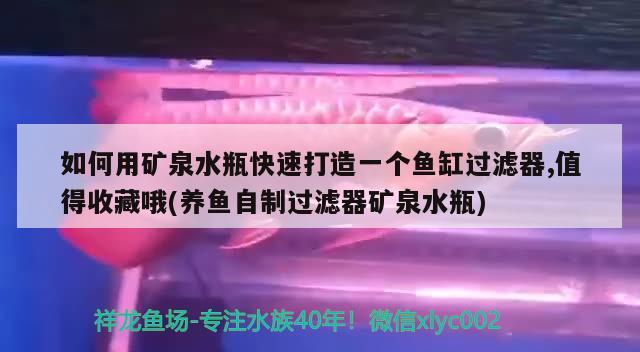 如何用礦泉水瓶快速打造一個(gè)魚缸過濾器,值得收藏哦(養(yǎng)魚自制過濾器礦泉水瓶)