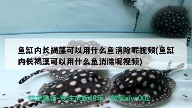 魚缸內(nèi)長褐藻可以用什么魚消除呢視頻(魚缸內(nèi)長褐藻可以用什么魚消除呢視頻) 魚缸水泵