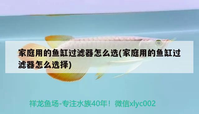 家庭用的魚缸過濾器怎么選(家庭用的魚缸過濾器怎么選擇) 元寶鳳凰魚專用魚糧