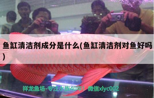 魚缸清潔劑成分是什么(魚缸清潔劑對魚好嗎) 白子黑帝王魟魚