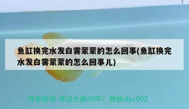 小型觀賞魚溫度多少合適養(yǎng)：小型觀賞魚溫度多少合適養(yǎng)魚 小型觀賞魚 第2張