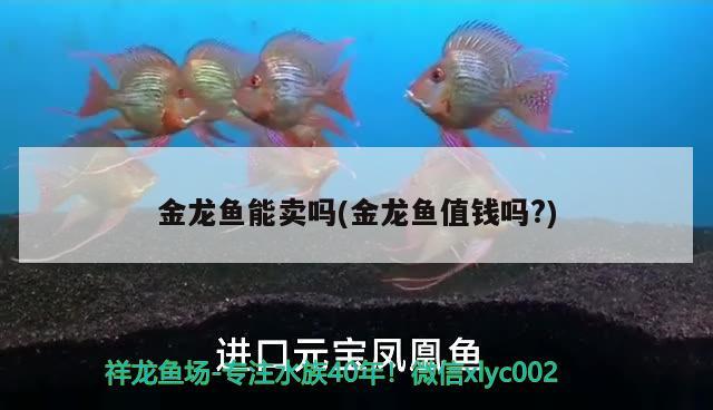 金龍魚能賣嗎(金龍魚值錢嗎?)