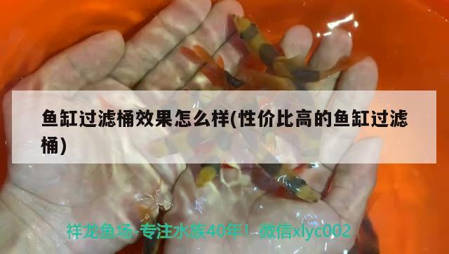 魚缸過濾桶效果怎么樣(性價比高的魚缸過濾桶) 元寶鳳凰魚專用魚糧