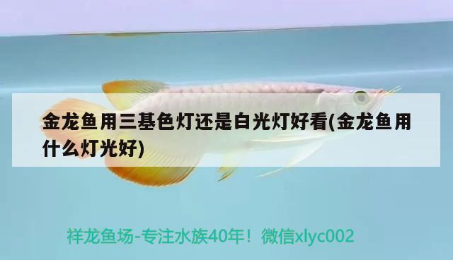 金龍魚用三基色燈還是白光燈好看(金龍魚用什么燈光好) 黃金河虎魚