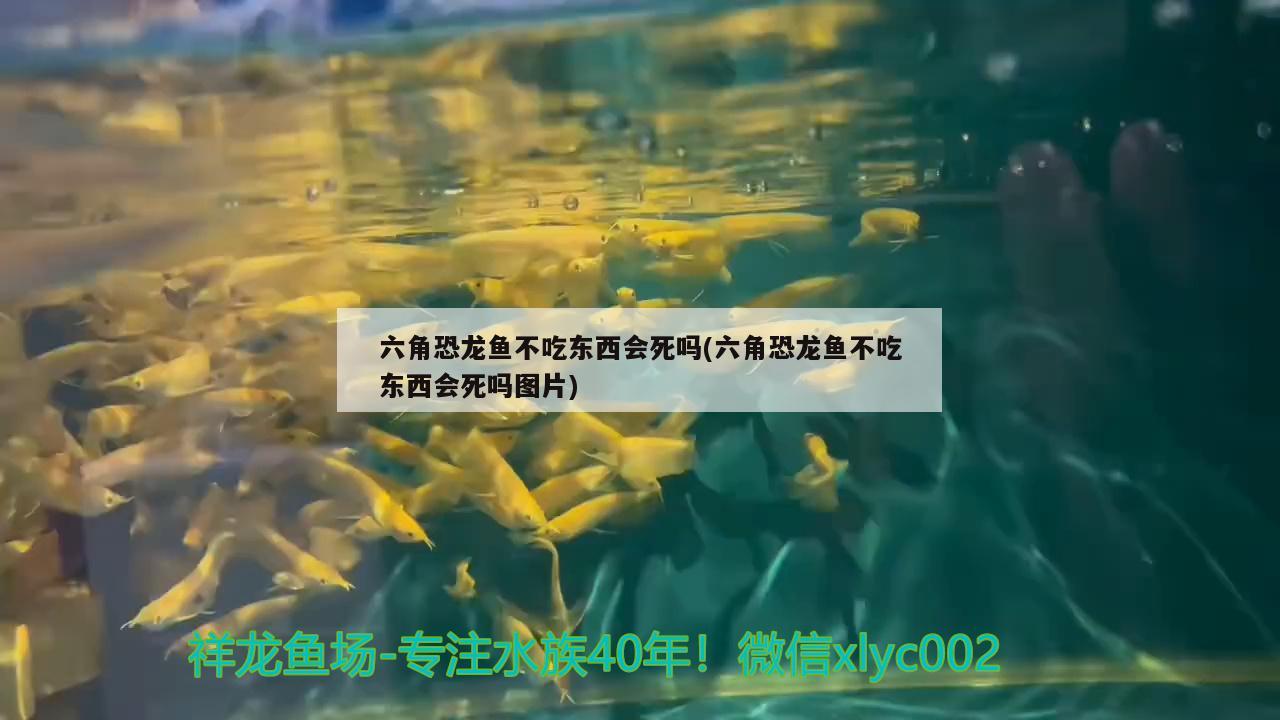 六角恐龍魚(yú)不吃東西會(huì)死嗎(六角恐龍魚(yú)不吃東西會(huì)死嗎圖片) 觀賞龜/鱉飼料