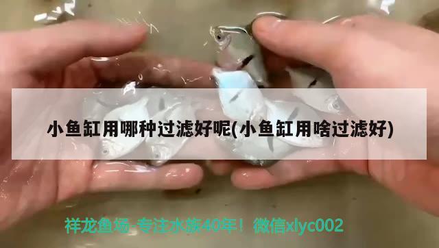 鐵血戰(zhàn)士圖片精美圖片精美圖片精美圖片～，鐵血戰(zhàn)士圖片分享 丹頂錦鯉魚 第2張