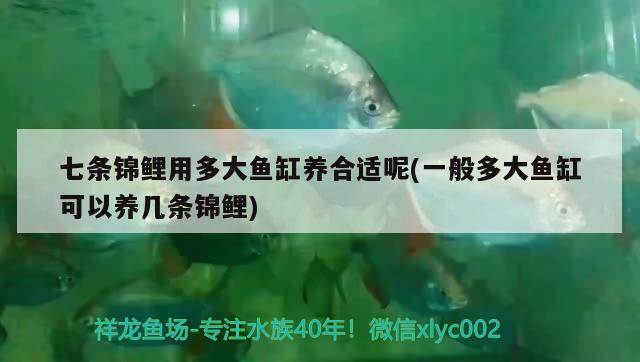 活體金龍魚（活體金龍魚是從那里來的） 養(yǎng)魚知識 第1張