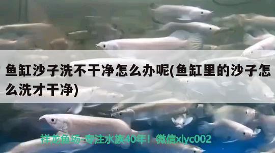 魚缸沙子洗不干凈怎么辦呢(魚缸里的沙子怎么洗才干凈)