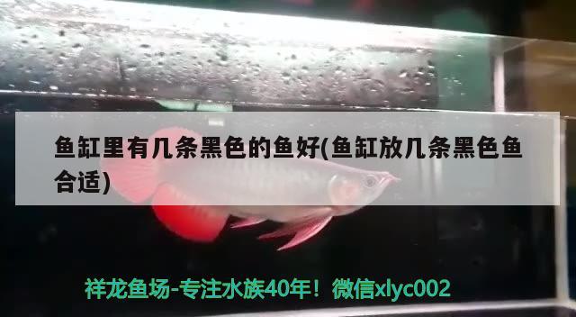 魚缸里有幾條黑色的魚好(魚缸放幾條黑色魚合適) 虎斑恐龍魚