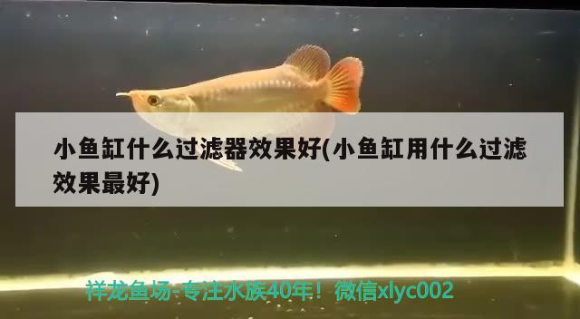 小魚缸什么過(guò)濾器效果好(小魚缸用什么過(guò)濾效果最好) 恐龍王魚