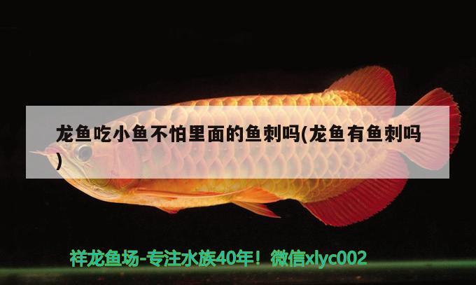 臨潼觀賞魚市場1500買了個大紅龍戰(zhàn)車65+ 觀賞魚市場（混養(yǎng)魚） 第2張