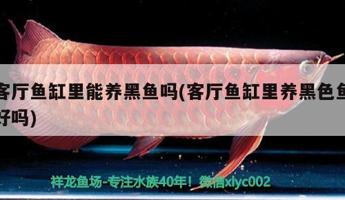 客廳魚缸里能養(yǎng)黑魚嗎(客廳魚缸里養(yǎng)黑色魚好嗎) 暹羅巨鯉