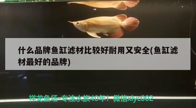 吉印哪款燈好（吉印用的什么燈珠） 翡翠鳳凰魚 第1張