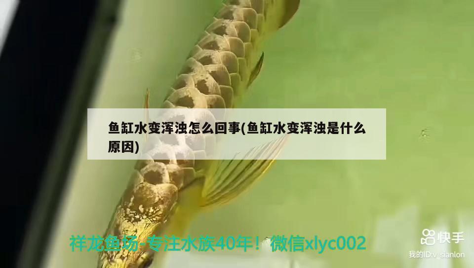 魚(yú)缸水變渾濁怎么回事(魚(yú)缸水變渾濁是什么原因) 白子球鯊魚(yú)