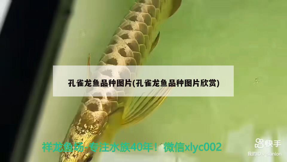 孔雀龍魚(yú)品種圖片(孔雀龍魚(yú)品種圖片欣賞) 胭脂孔雀龍魚(yú)