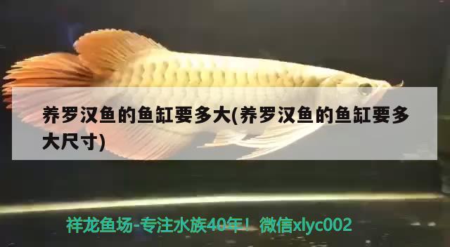 養(yǎng)羅漢魚的魚缸要多大(養(yǎng)羅漢魚的魚缸要多大尺寸) 羅漢魚