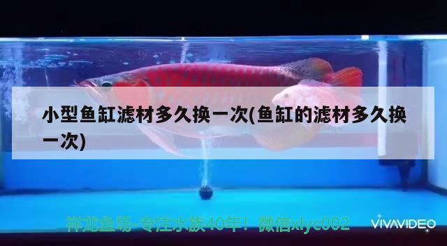 小型魚缸濾材多久換一次(魚缸的濾材多久換一次) 財神鸚鵡魚