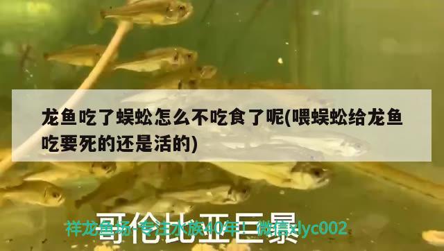 龍魚吃了蜈蚣怎么不吃食了呢(喂蜈蚣給龍魚吃要死的還是活的)