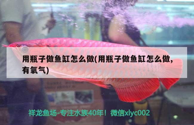 用瓶子做魚缸怎么做(用瓶子做魚缸怎么做,有氧氣) 藍(lán)底過背金龍魚