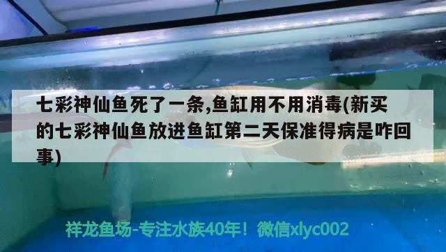 七彩神仙魚(yú)死了一條,魚(yú)缸用不用消毒(新買(mǎi)的七彩神仙魚(yú)放進(jìn)魚(yú)缸第二天保準(zhǔn)得病是咋回事) 七彩神仙魚(yú)