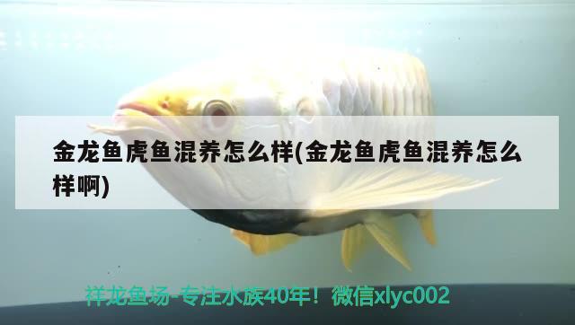 金龍魚虎魚混養(yǎng)怎么樣(金龍魚虎魚混養(yǎng)怎么樣啊)