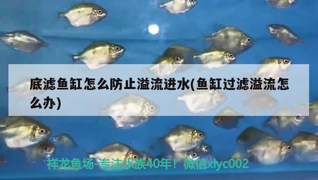 底濾魚缸怎么防止溢流進(jìn)水(魚缸過濾溢流怎么辦)