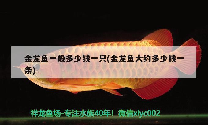 金龍魚一般多少錢一只(金龍魚大約多少錢一條)