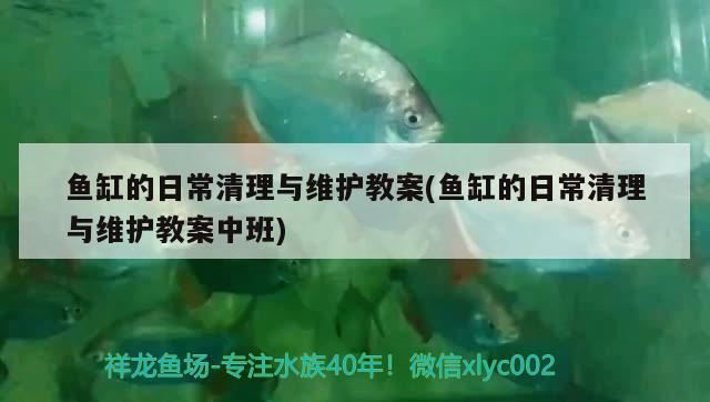 魚缸的日常清理與維護教案(魚缸的日常清理與維護教案中班) 胭脂孔雀龍魚