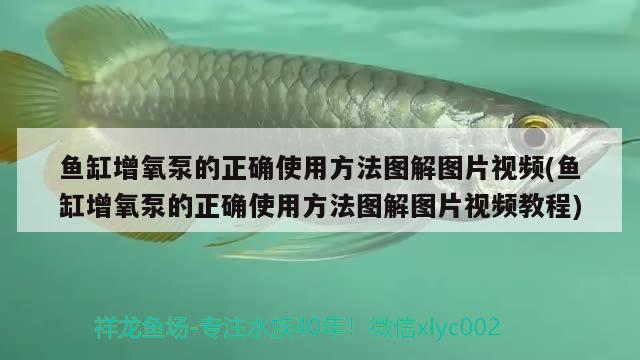 魚缸剛換完水發(fā)白怎么回事啊(剛換的魚缸水發(fā)白)