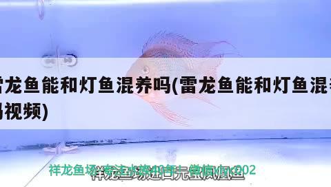 雷龍魚能和燈魚混養(yǎng)嗎(雷龍魚能和燈魚混養(yǎng)嗎視頻)