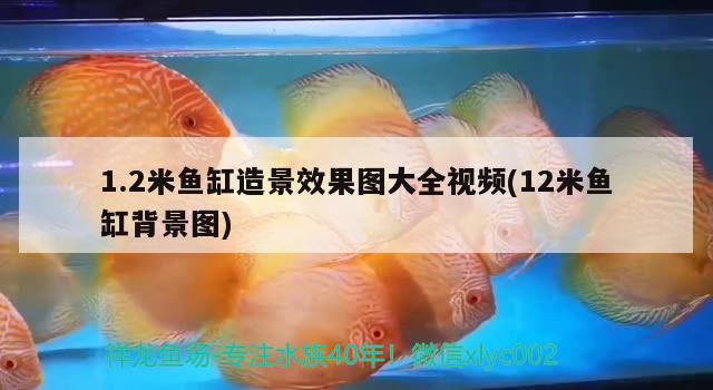 1.2米魚缸造景效果圖大全視頻(12米魚缸背景圖) 奈及利亞紅圓點狗頭