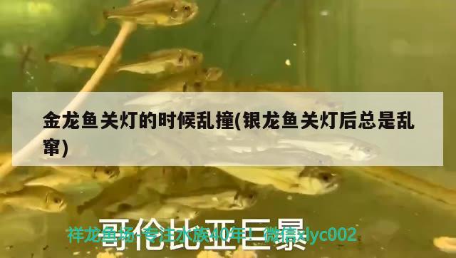 金龍魚關(guān)燈的時候亂撞(銀龍魚關(guān)燈后總是亂竄) 銀龍魚