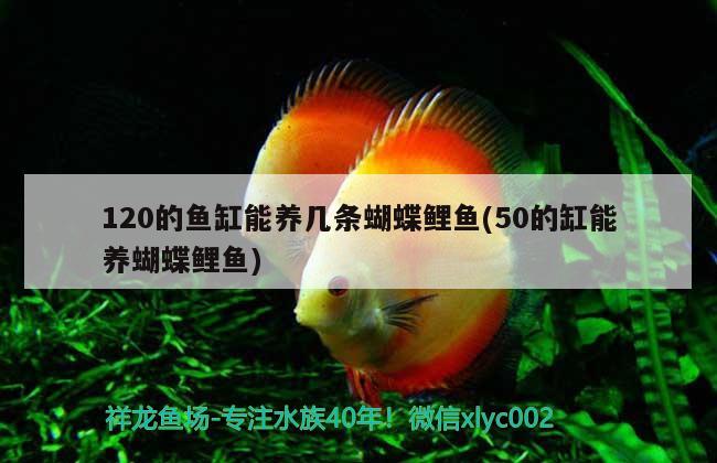 有黑龍魚(yú)嗎：黑龍魚(yú)好吃嗎 廣州水族批發(fā)市場(chǎng) 第2張