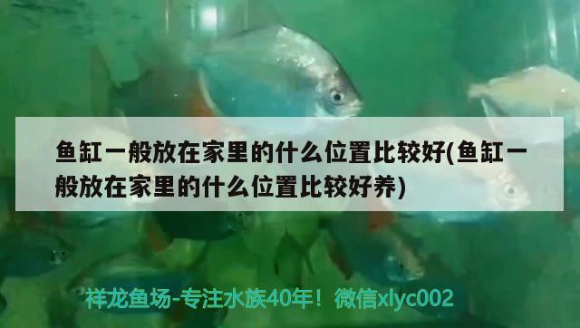 魚缸一般放在家里的什么位置比較好(魚缸一般放在家里的什么位置比較好養(yǎng))