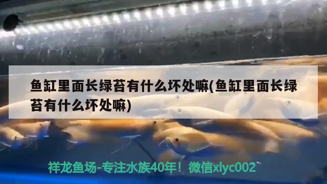 魚缸里面長綠苔有什么壞處嘛(魚缸里面長綠苔有什么壞處嘛) 銀龍魚