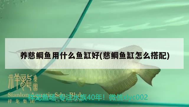 養(yǎng)慈鯛魚用什么魚缸好(慈鯛魚缸怎么搭配) 潛水泵