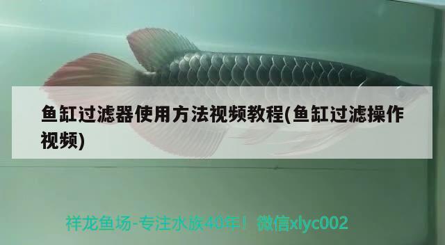 魚缸過濾器使用方法視頻教程(魚缸過濾操作視頻) 申古三間魚