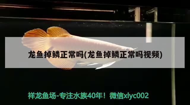 龍魚掉鱗正常嗎(龍魚掉鱗正常嗎視頻)