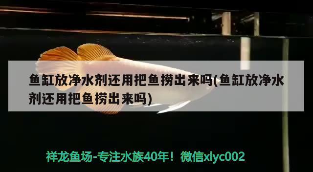 魚缸放凈水劑還用把魚撈出來嗎(魚缸放凈水劑還用把魚撈出來嗎) 觀賞魚市場（混養(yǎng)魚）