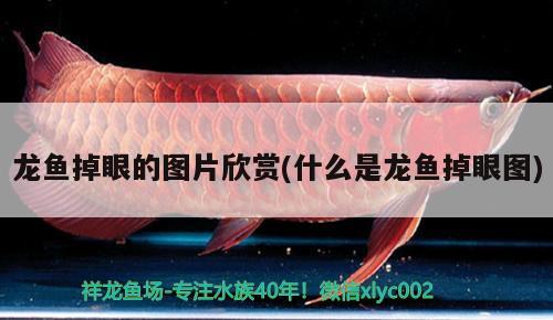 龍魚掉眼的圖片欣賞(什么是龍魚掉眼圖) 魚缸凈水劑