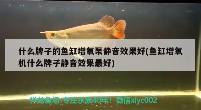 龍魚圖片 價(jià)格大全圖 龍魚圖片 價(jià)格大全圖 李亞四龍魚 第1張