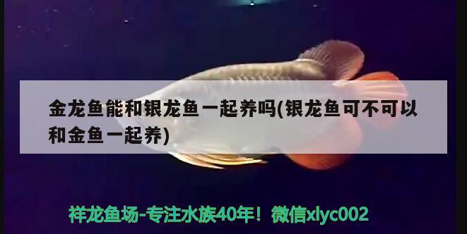 金龍魚(yú)能和銀龍魚(yú)一起養(yǎng)嗎(銀龍魚(yú)可不可以和金魚(yú)一起養(yǎng)) 銀龍魚(yú)百科